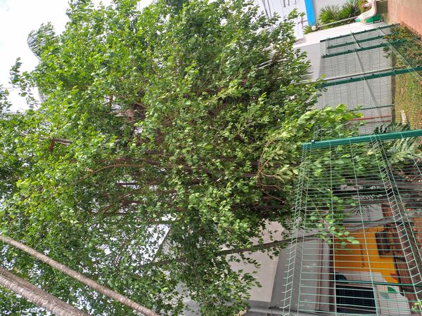 Identificação da planta Quebra-pedra por foto