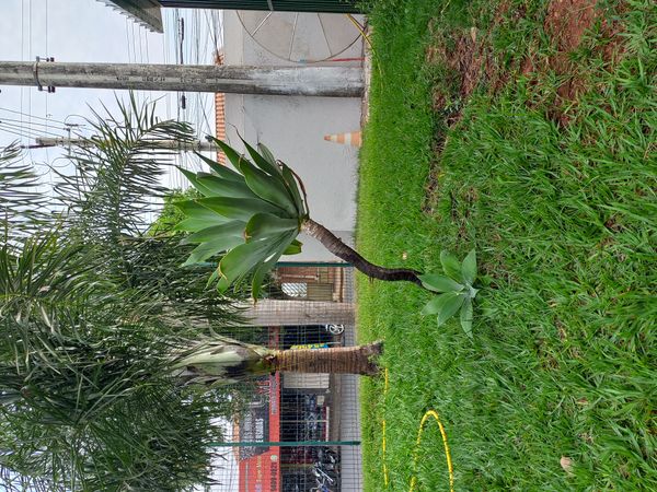 Identificação da planta Agave-dragão por foto