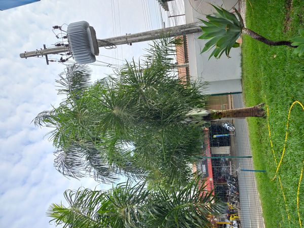 Identificação da planta Areca-bambu por foto