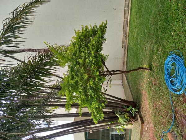 Identificação da planta Pingo-de-ouro por foto