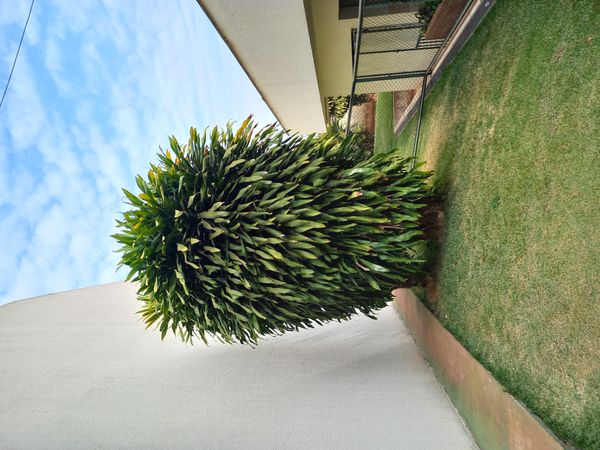 Identificação da planta Pau-d'água por foto