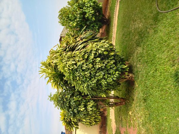 Identificação da planta Árvore-da-felicidade por foto