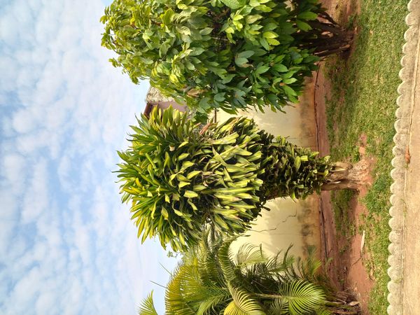 Identificação da planta Pau-d'água por foto