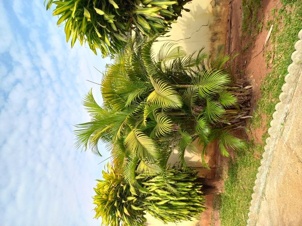 Identificação da planta Palmeira-dama por foto