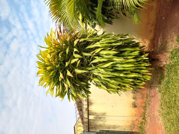 Identificação da planta Pau-d'água por foto