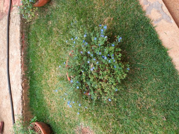 Identificação da planta Sete-sangrias por foto