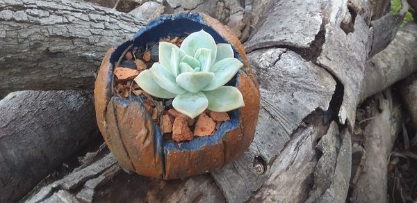 Identificação da planta Rosa-de-pedra por foto