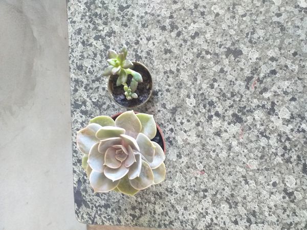 Identificação da planta Rosa-de-pedra por foto
