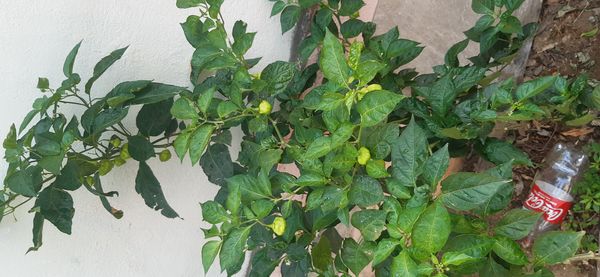 Identificação da planta Pimenta-de-cheiro por foto
