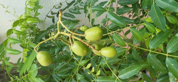 Identificação da planta Cajá-manga por foto