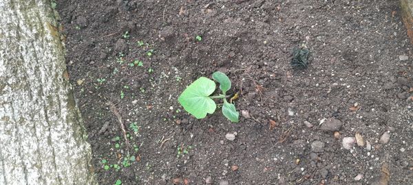 Identificação da planta Abóbora moranga por foto