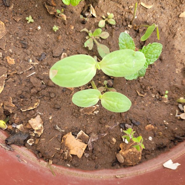 Identificação da planta Melancia por foto