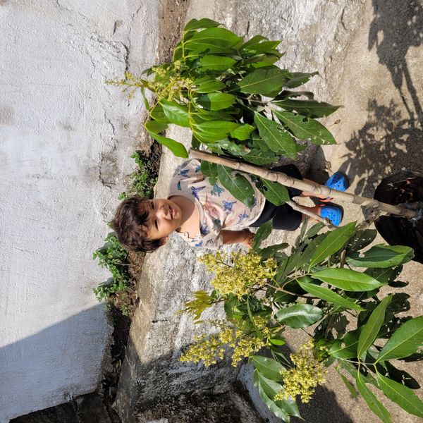Identificação da planta Lichia por foto
