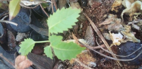 Identificação da planta Pau-santo por foto
