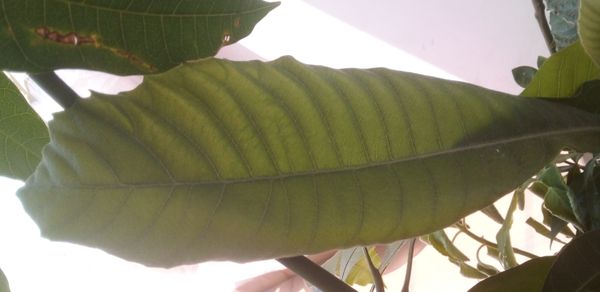 Identificação da planta Abiu-doce por foto