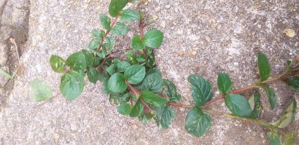 Identificação da planta Periquito por foto