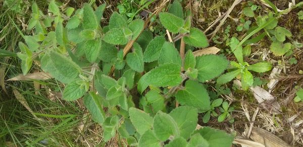 Identificação da planta Betônica por foto