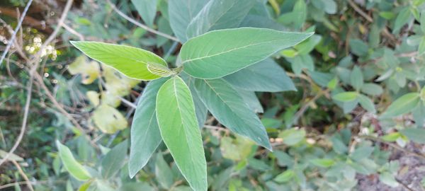Identificação da planta Viburno por foto