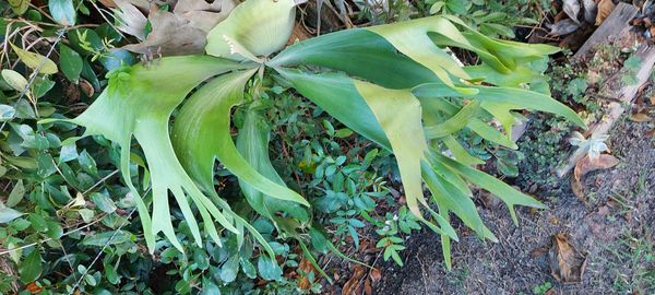 Identificação da planta Samambaia-de-chifre por foto