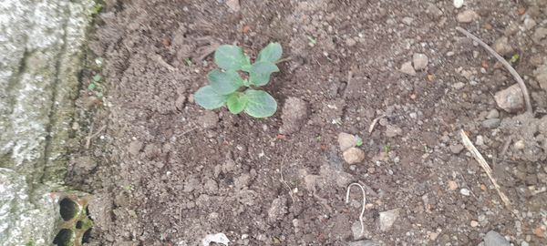 Identificação da planta Abóbora moranga por foto