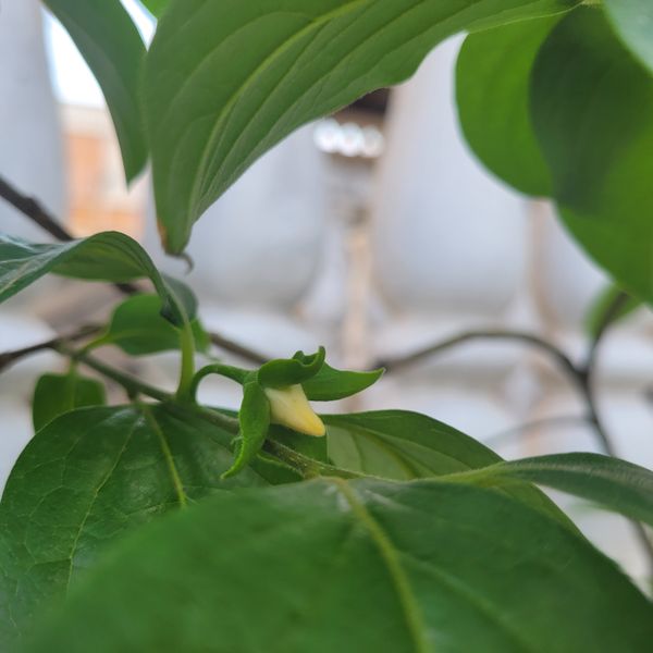 Identificação da planta Caqui por foto