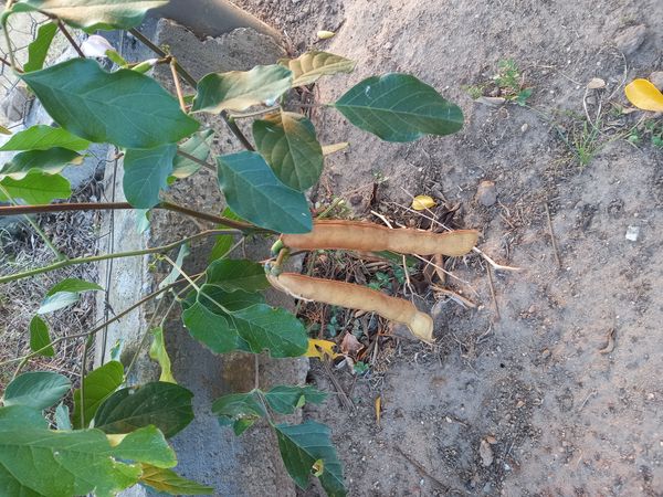 Identificação da planta Feijão-de-porco por foto