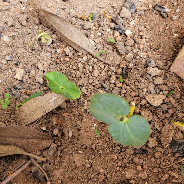 Identificação da planta Salsa-brava por foto