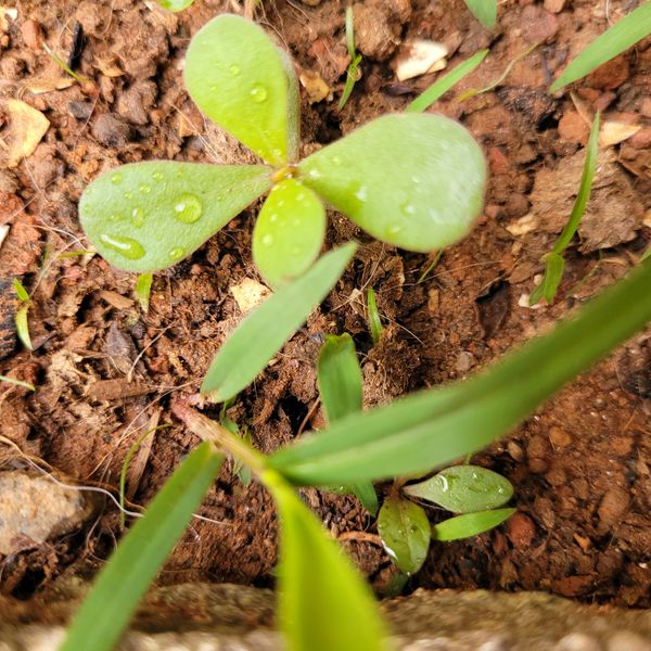 Identificação da planta Onze Horas por foto