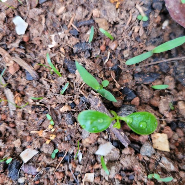 Identificação da planta Pepino por foto