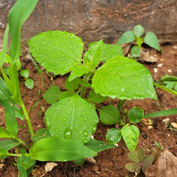 Identificação da planta Picão-branco por foto