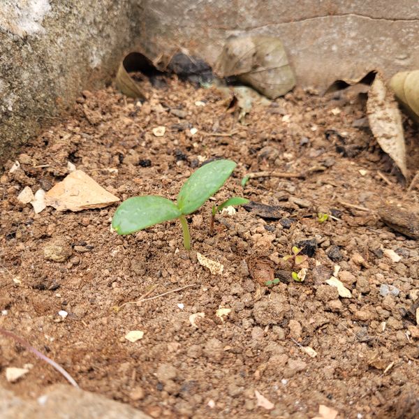 Identificação da planta Capuz-de-frade por foto
