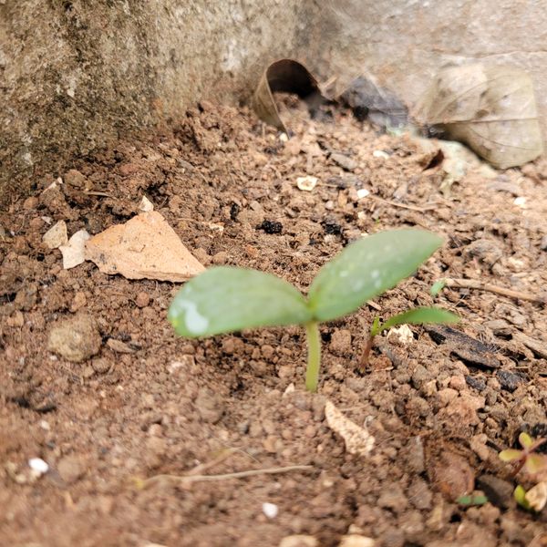Identificação da planta Melão por foto
