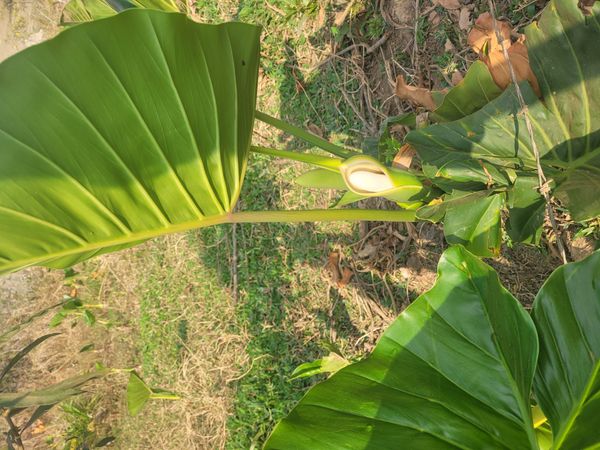 Identificação da planta Orelha de elefante por foto