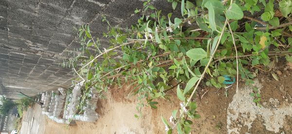 Identificação da planta Cidreira por foto