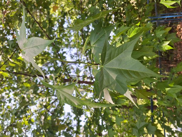Identificação da planta Liquidâmbar por foto
