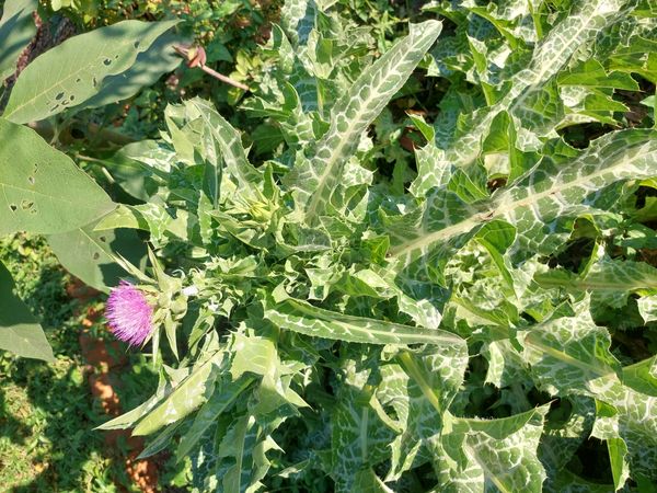 Identificação da planta Cardo-mariano por foto