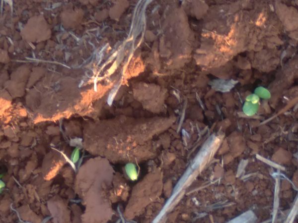 Identificação da planta Bacaba-de-leque por foto
