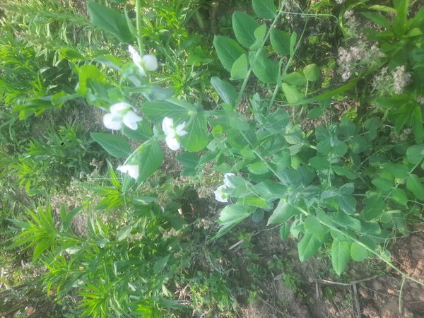 Identificação da planta Ervilhaca por foto