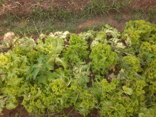 Identificação da planta Alface por foto