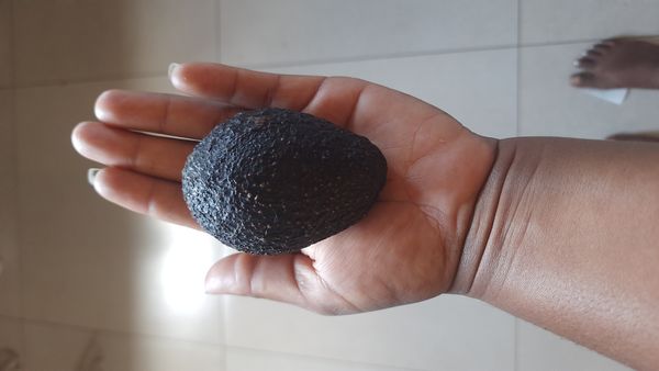 Identificação da planta Abacate por foto