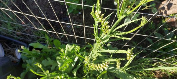 Identificação da planta Estátice por foto