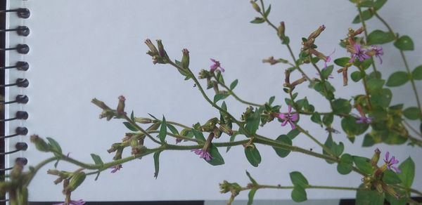 Identificação da planta Sete-sangrias por foto