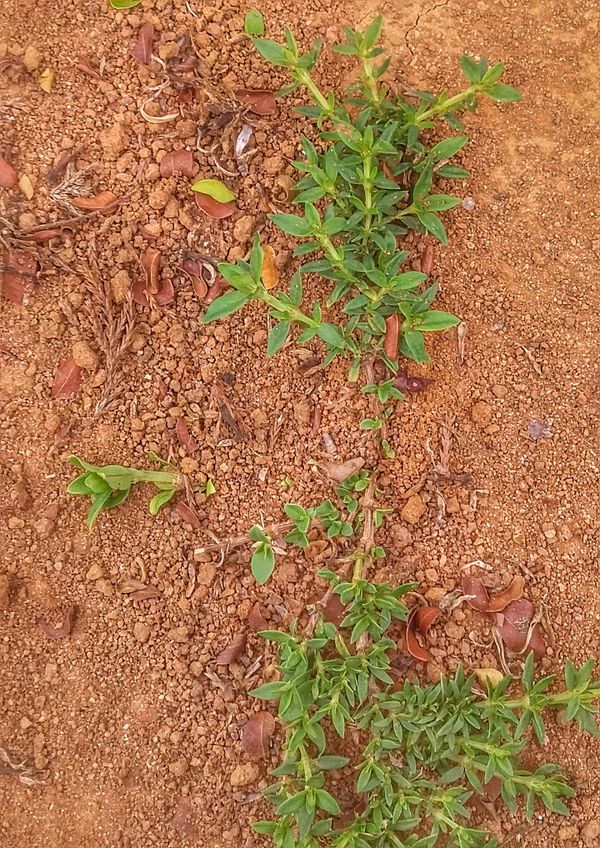 Identificação da planta Vassourinha-de-botão por foto