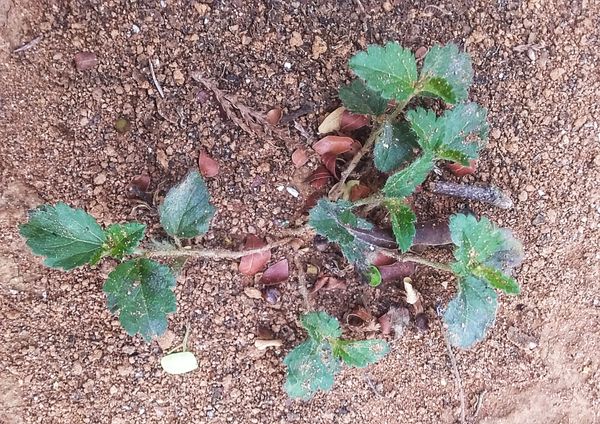Identificação da planta Velame-branco por foto
