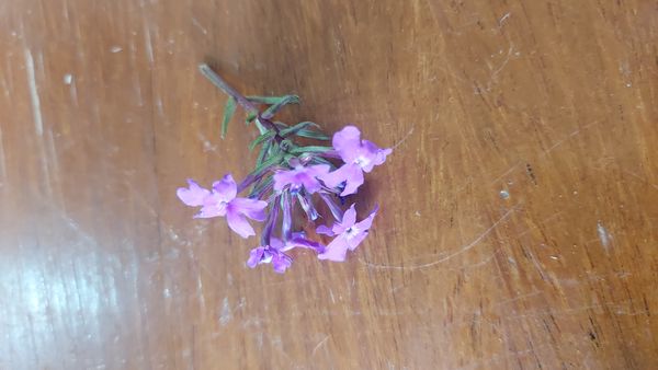 Identificação da planta Verbena por foto