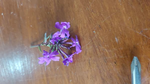 Identificação da planta Verbena por foto
