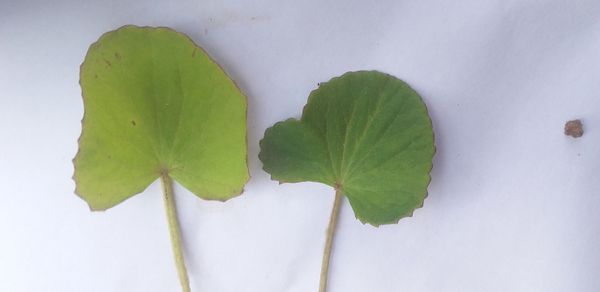 Identificação da planta Centella por foto