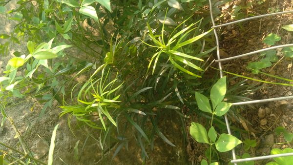 Identificação da planta Pinheiro-do-brejo por foto