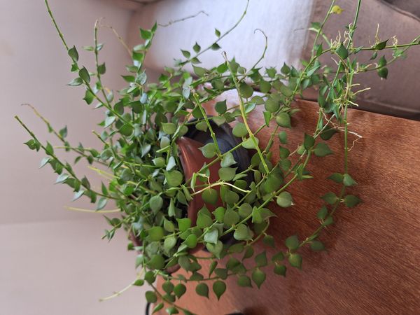 Identificação da planta Coração-de-maria por foto