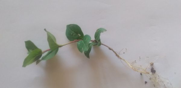 Identificação da planta Erva-de-jabuti por foto